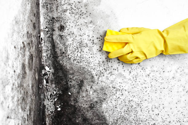 Beverly Hills, MI Mold Removal Company