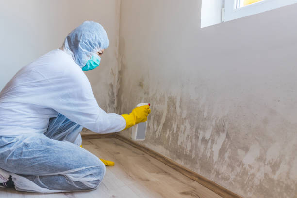 Mold Removal Process in Beverly Hills, MI