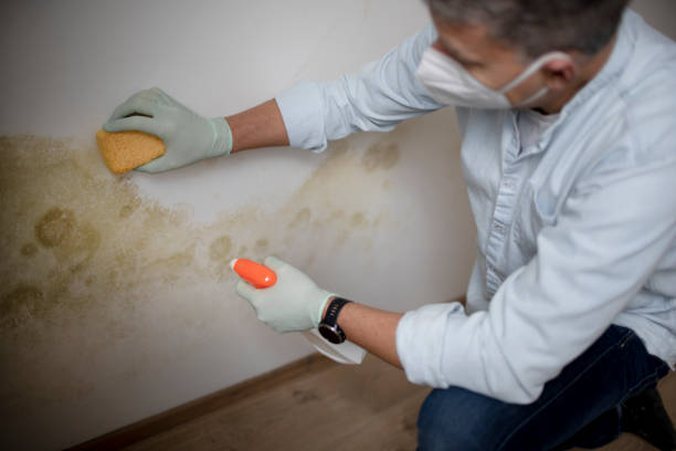 Best Mold Testing  in Beverly Hills, MI