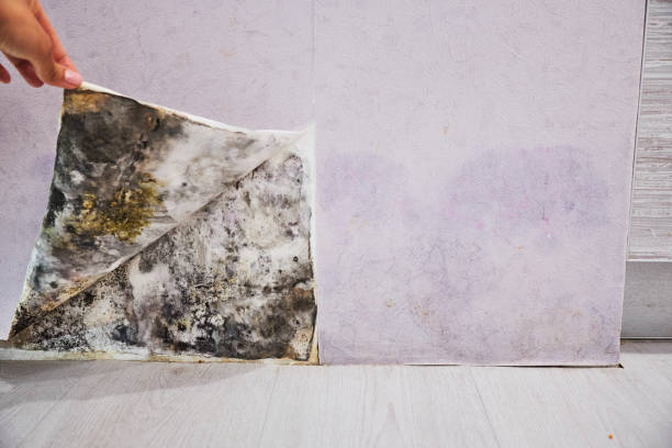 Best Mold Testing  in Beverly Hills, MI